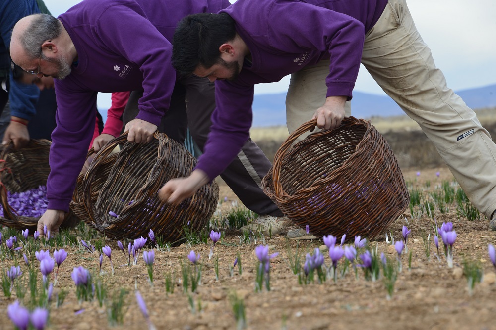 Saffron harvesting
